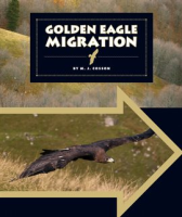Golden_Eagle_Migration
