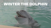 Winter_the_Dolphin