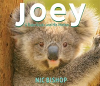 Joey__A_Baby_Koala_and_His_Mother