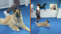 Dog_Training_101