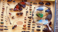 Why_Insects_Matter__Earth_s_Most_Essential_Species
