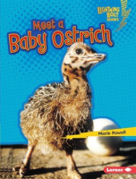 Meet_a_Baby_Ostrich
